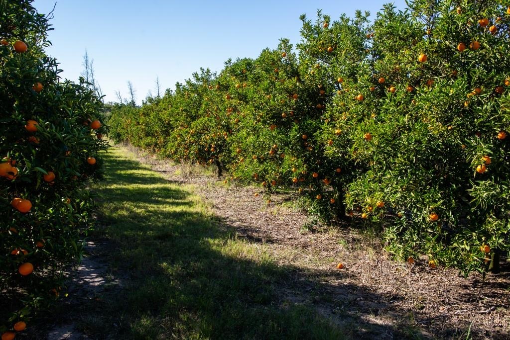 SALTO CHACRA EXCELENTE PRODUCCIÓN DE NARANJOS. IDEAL BARRIO PRIVADO 