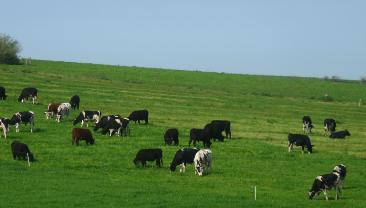 Sobre la Ruta 31 km 960 hectáreas.  122 ÍNDICE. 