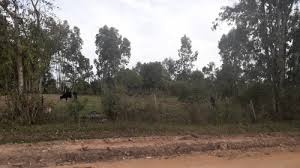 RIVERA, TERRENO 700 m2 a 5 minutos de avendia principal. CONSULTE